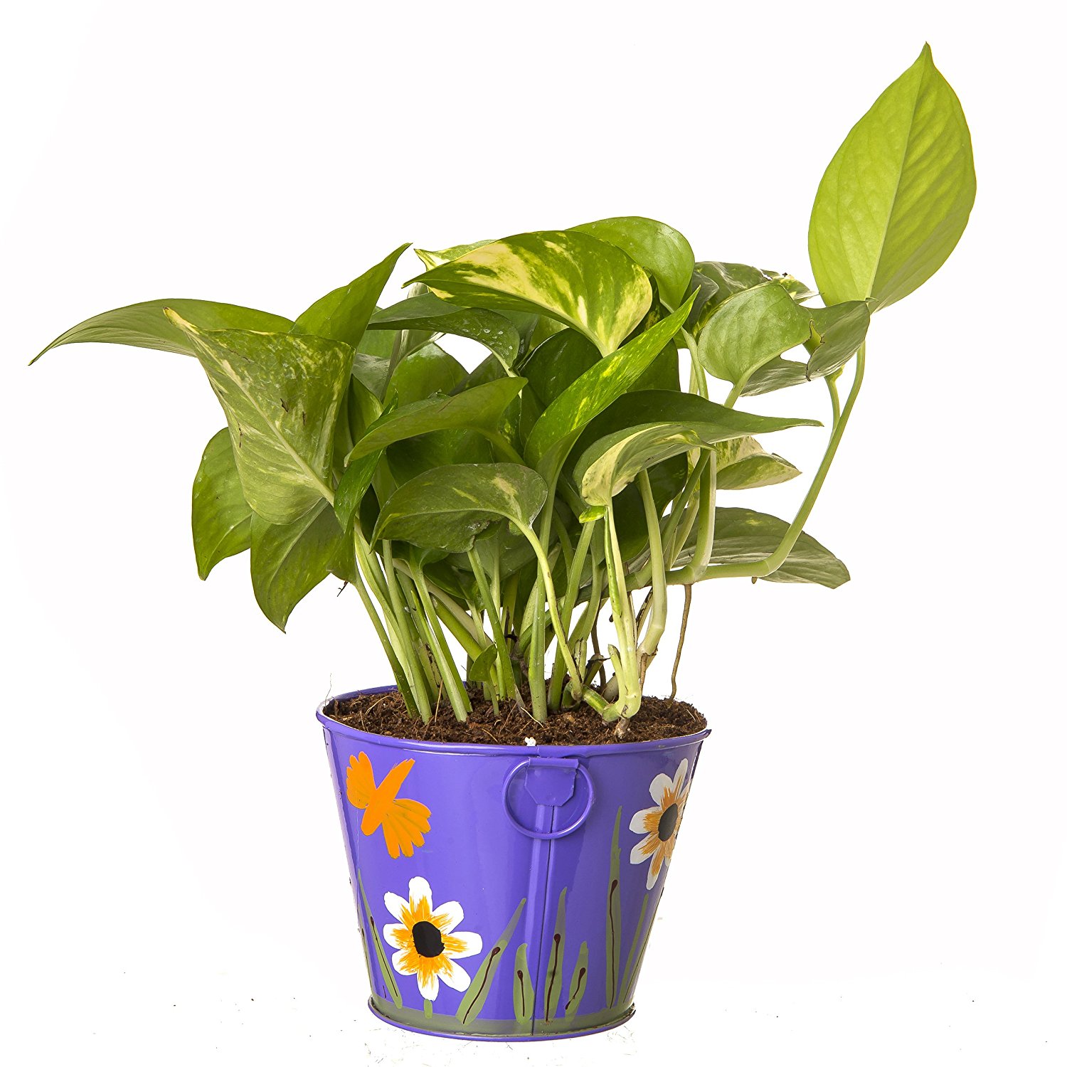 Hybrid Money Plant in Metal Pot Florists In India