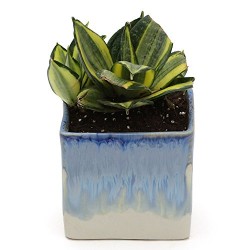 MILT in White & Blue Ceramic Pot